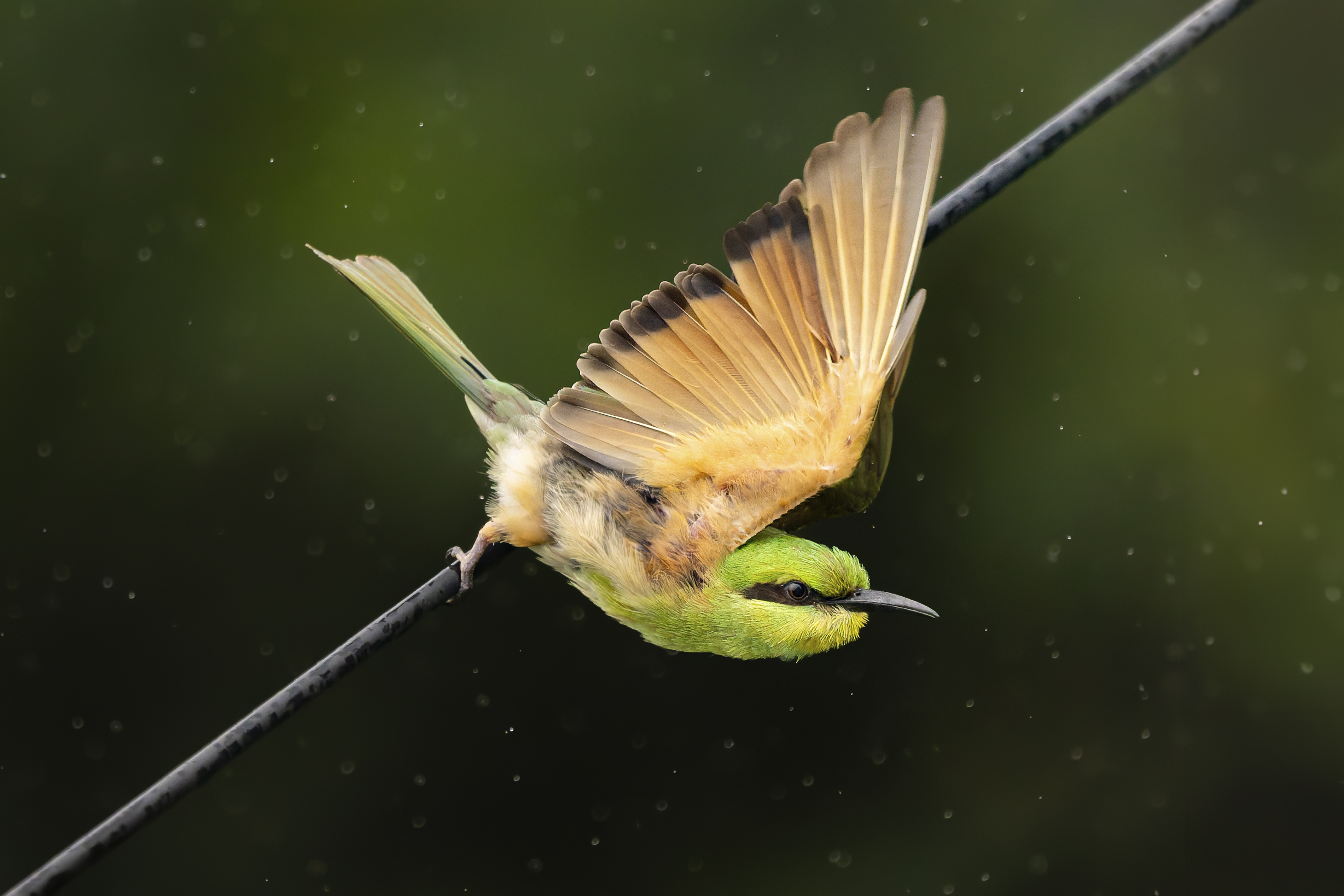 An Asian Green Bee-eater taking off in light rain, with water droplets scattered across the background