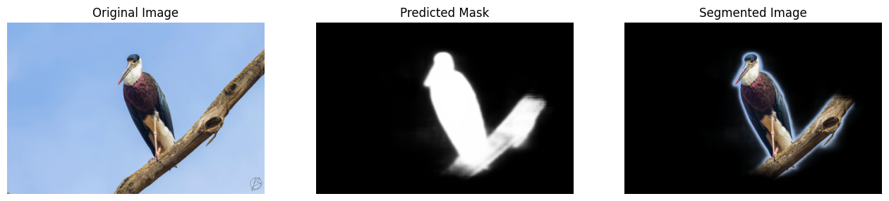 Out-of-domain segmentation result on a bird from the Indian subcontinent (1 of 3): original image, predicted mask, and segmented overlay